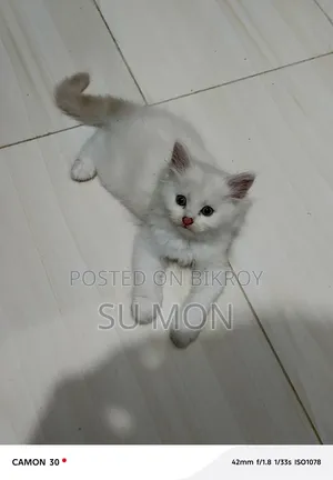 1-3 months Male Purebred Persian