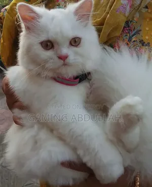 3-6 Months Female Purebred Persian