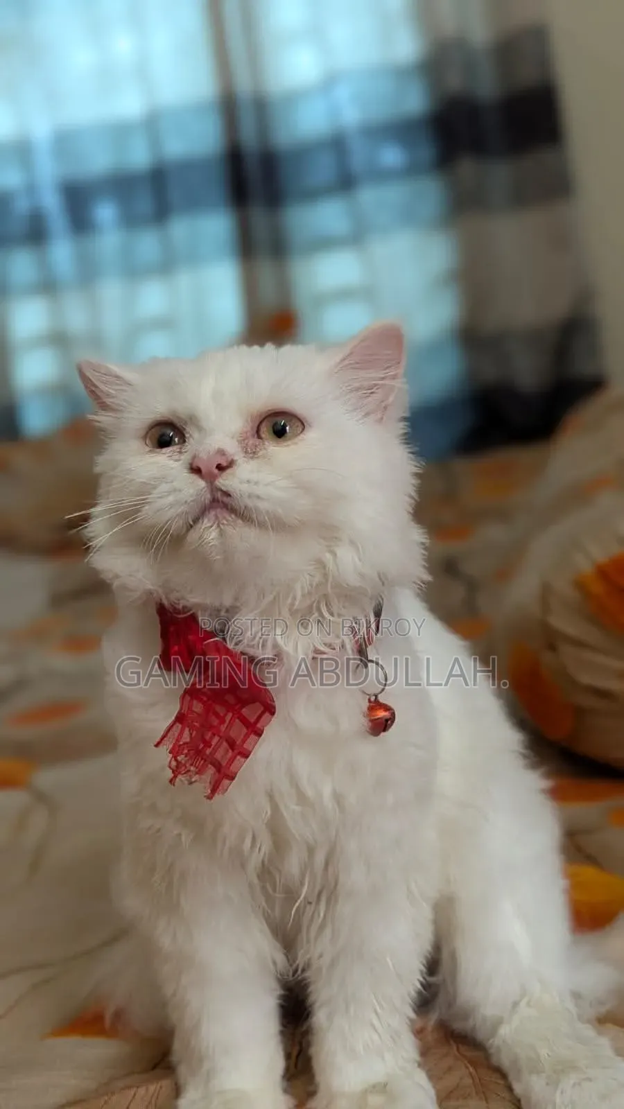 3-6 Months Female Purebred Persian