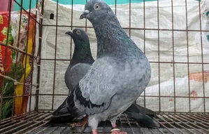 Old Mysore Pigeons of Khulna