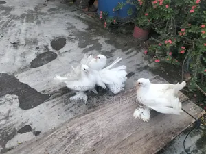 লোখা কবুতর