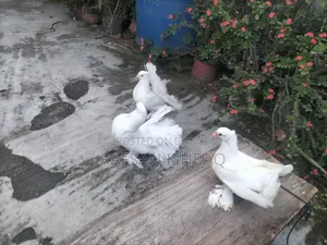 লোখা কবুতর