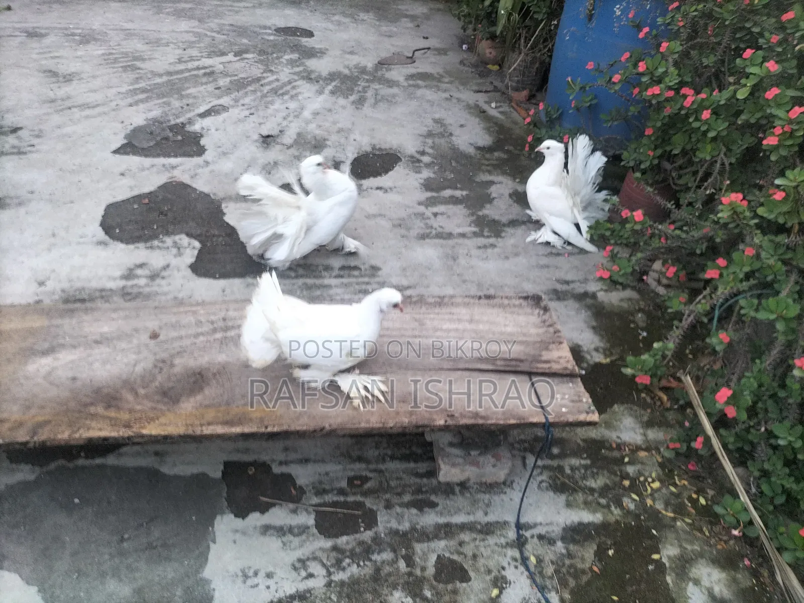 লোখা কবুতর
