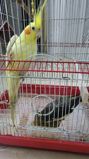 Cokatail For Sale ককাটেল বিক্রি হবে
