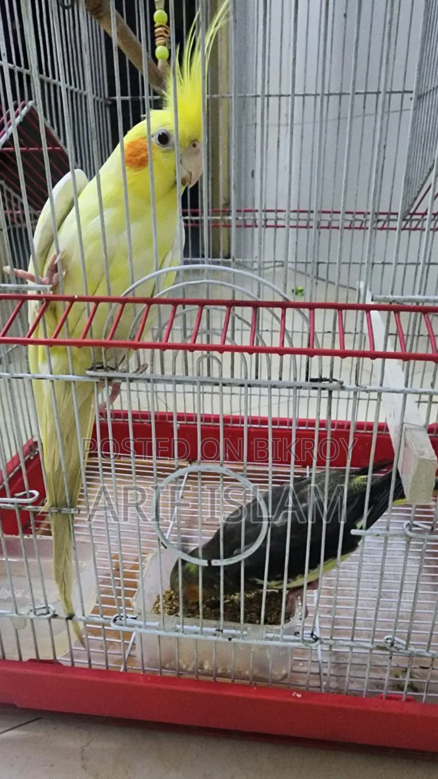 Cokatail For Sale ককাটেল বিক্রি হবে
