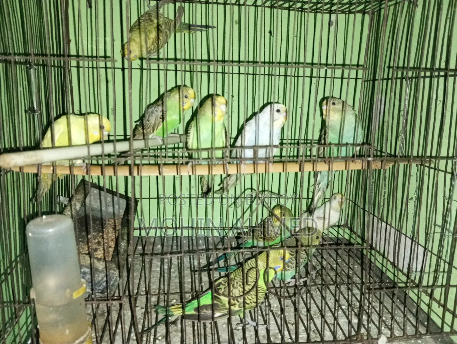 বাজিগর পাখি