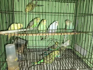 বাজিগর পাখি