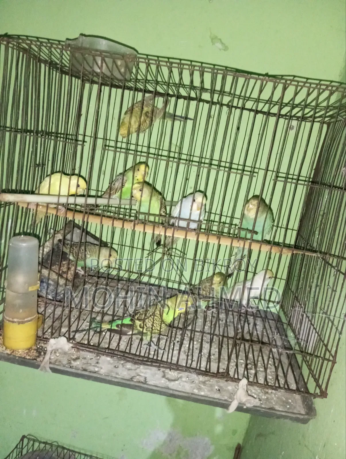 বাজিগর পাখি
