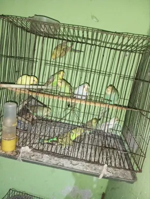 বাজিগর পাখি