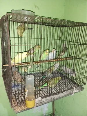 বাজিগর পাখি
