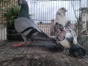 হোমা এবং সাটিন কবুতর