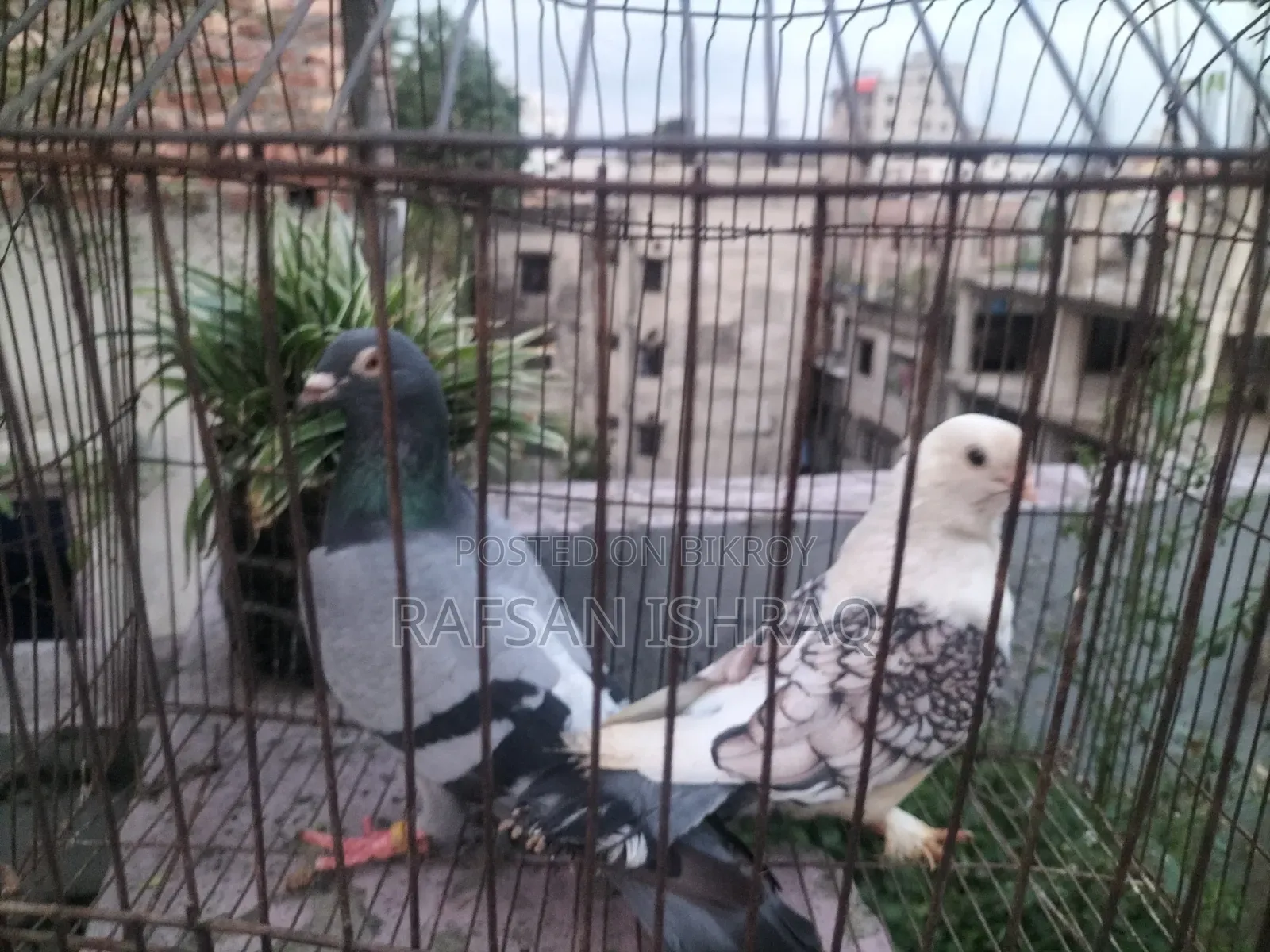 হোমা এবং সাটিন কবুতর