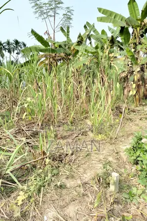 Land Sale In Rajshahi (Musrol) 2 Katha