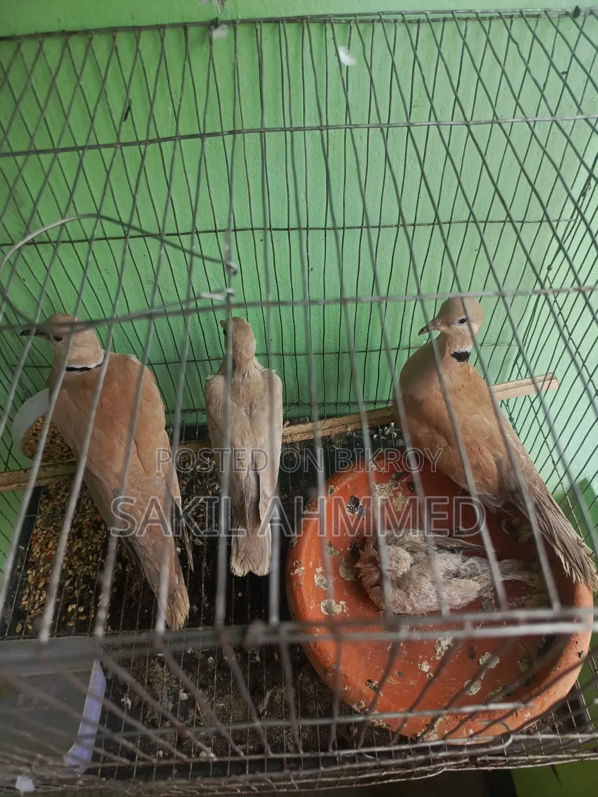 ঘুঘু পাখি বিক্রি হবে।