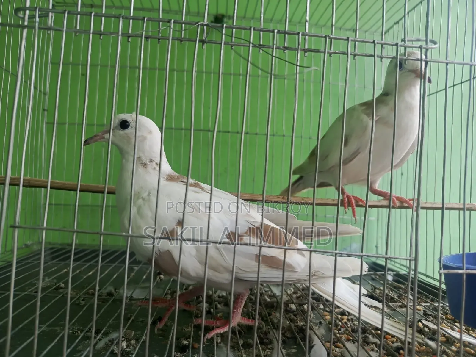 ঘুঘু পাখি বিক্রি হবে।