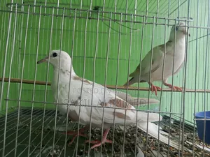 ঘুঘু পাখি বিক্রি হবে।