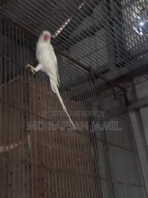 Albino Running Female