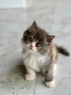 1-3 Months Female Purebred Persian