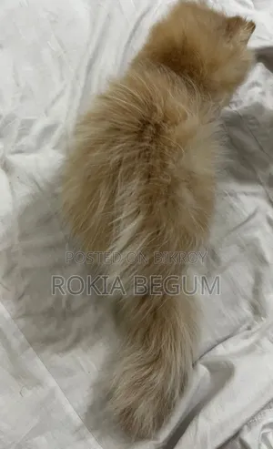 1-3 months Male Purebred Persian