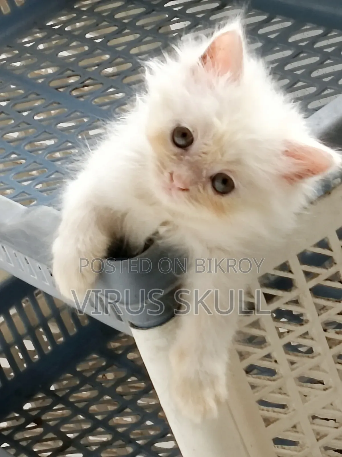 1-3 months Female Purebred Persian