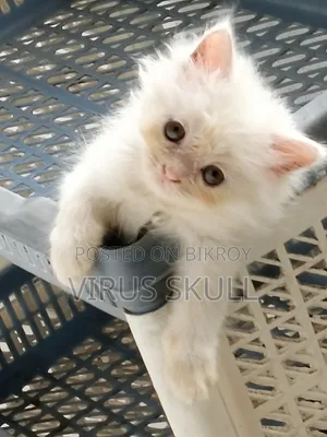 1-3 months Female Purebred Persian