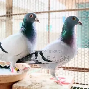 Want to buy pigeons