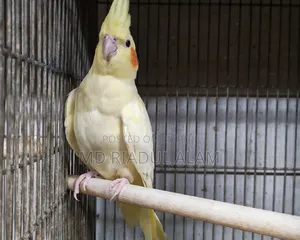 লুটিনো মেল