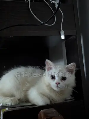 3-6 months Male Purebred Persian