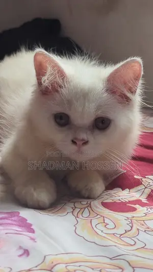 3-6 months Male Purebred Persian