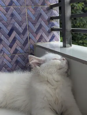 3-6 months Male Purebred Persian