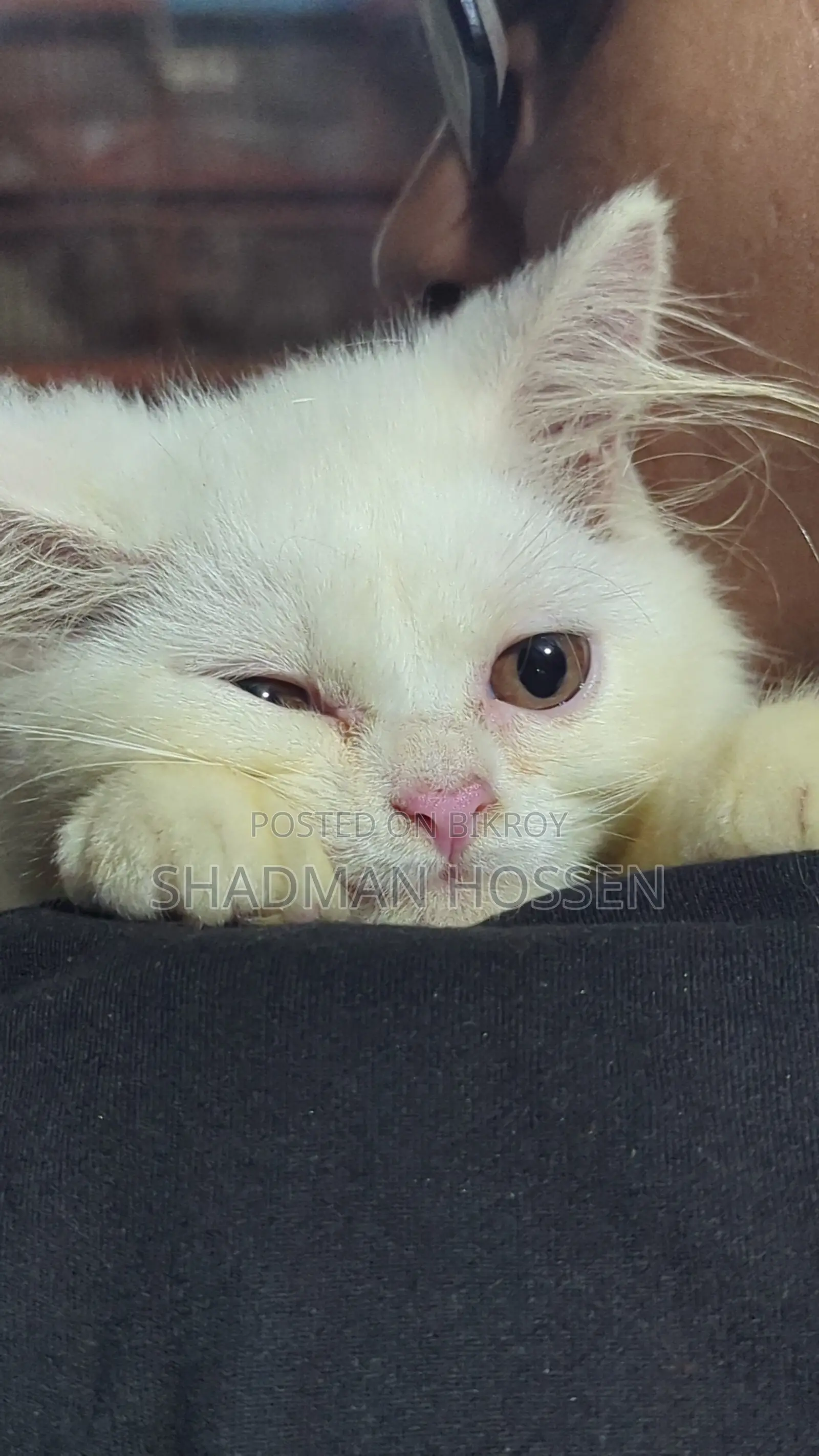3-6 months Male Purebred Persian