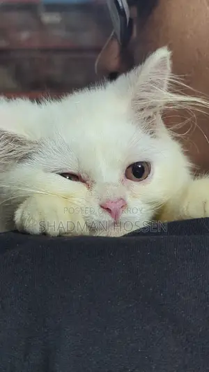 3-6 months Male Purebred Persian