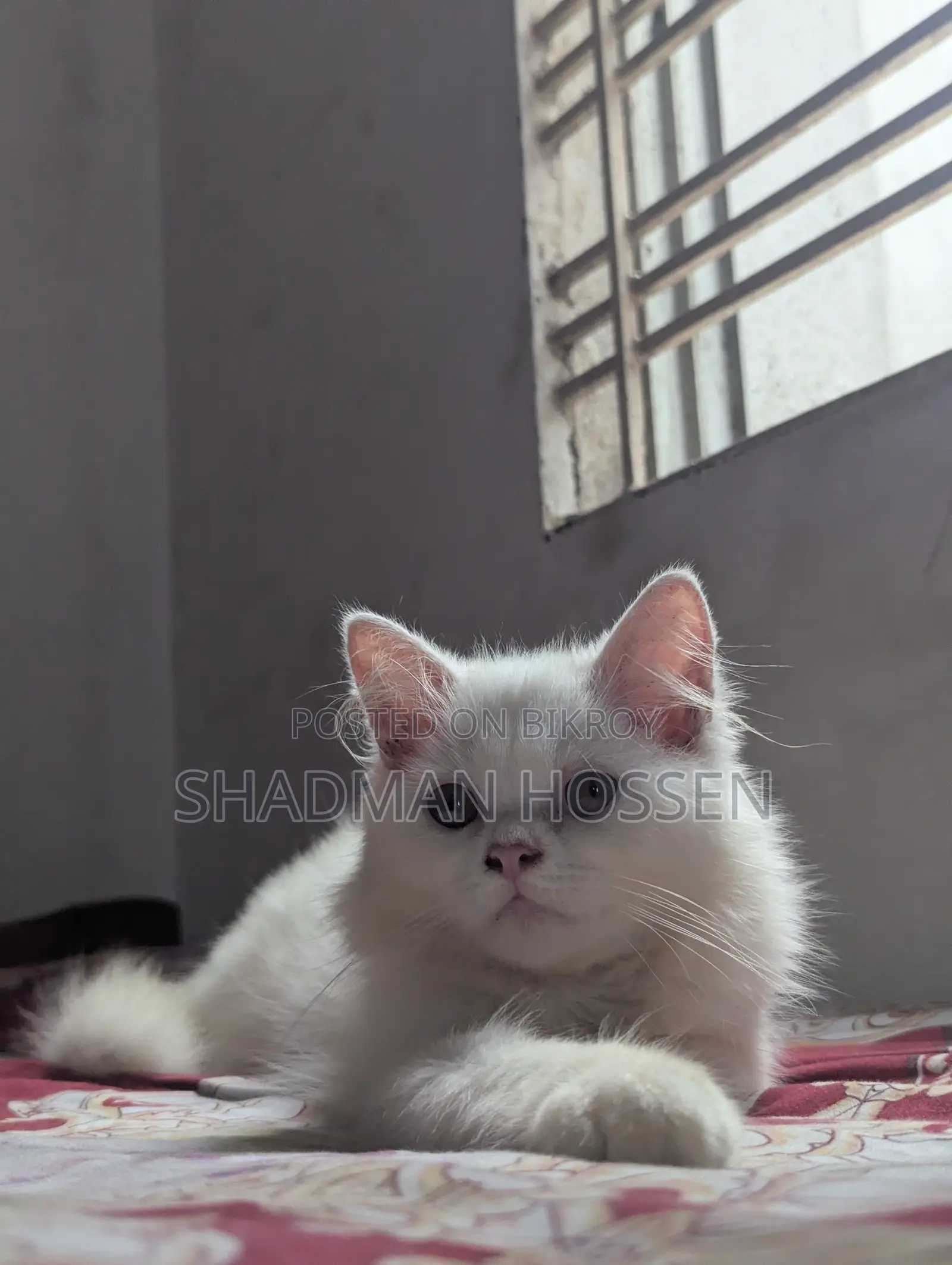 3-6 months Male Purebred Persian