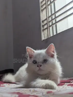 3-6 months Male Purebred Persian