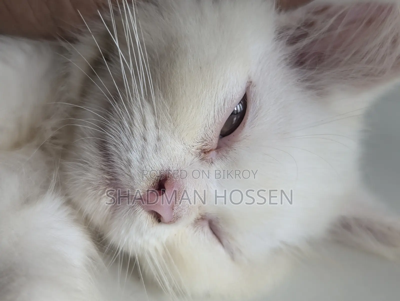 3-6 months Male Purebred Persian