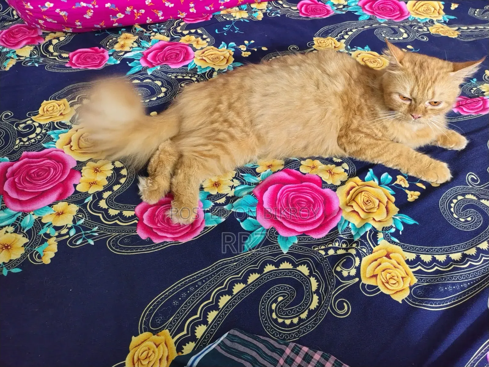 1+ year Female Purebred Persian