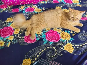 1+ year Female Purebred Persian