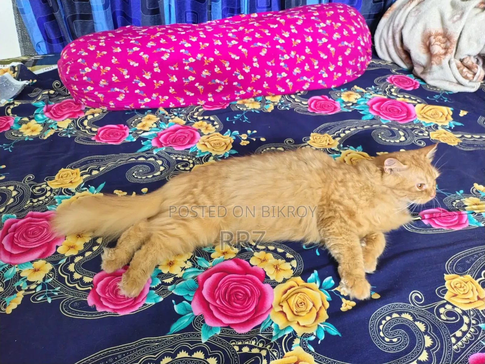 1+ year Female Purebred Persian