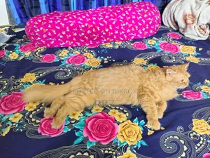 1+ year Female Purebred Persian
