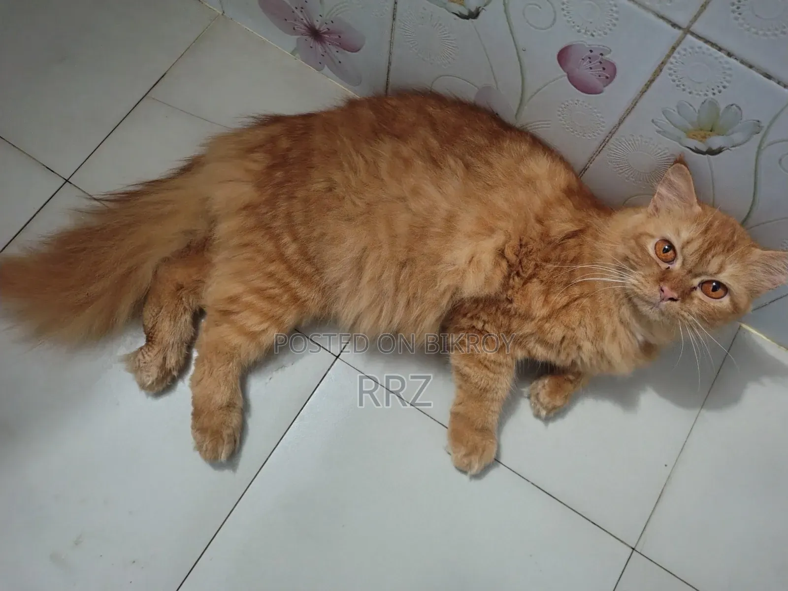 1+ year Female Purebred Persian