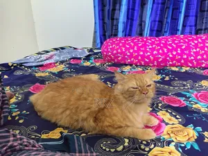 1+ year Female Purebred Persian