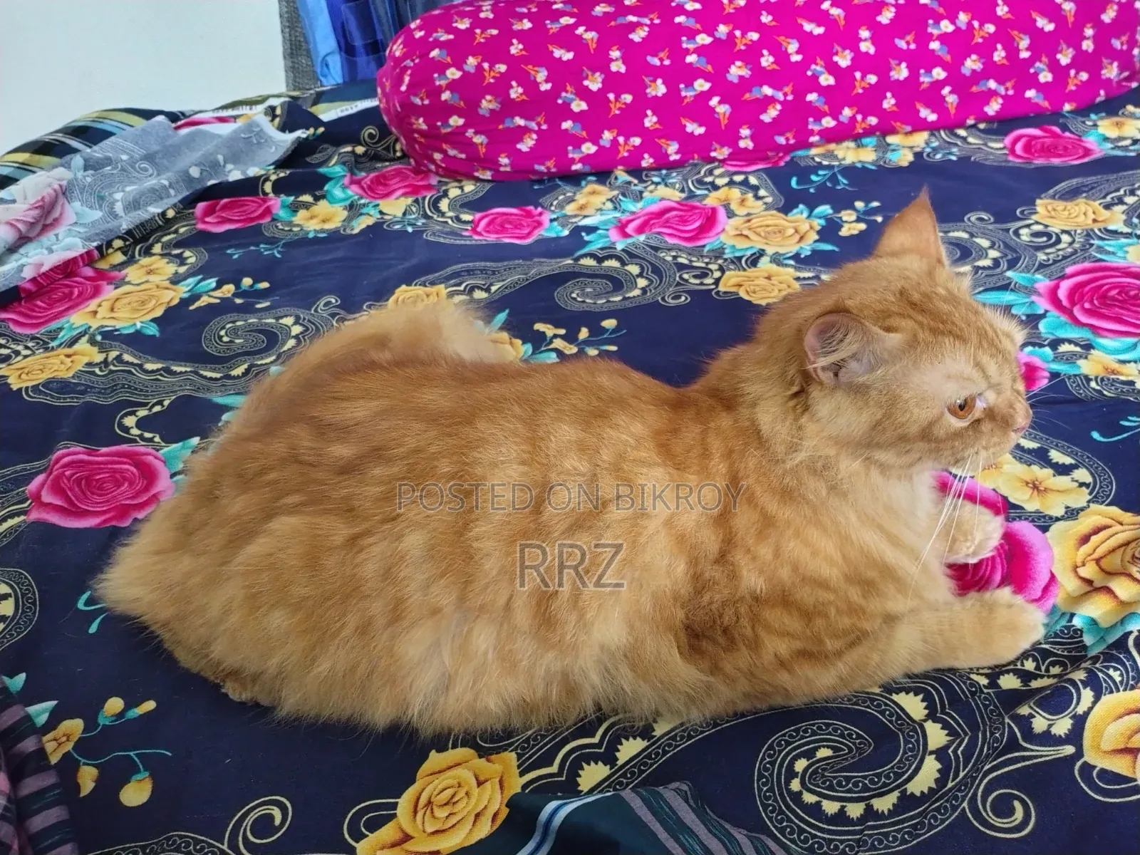1+ year Female Purebred Persian