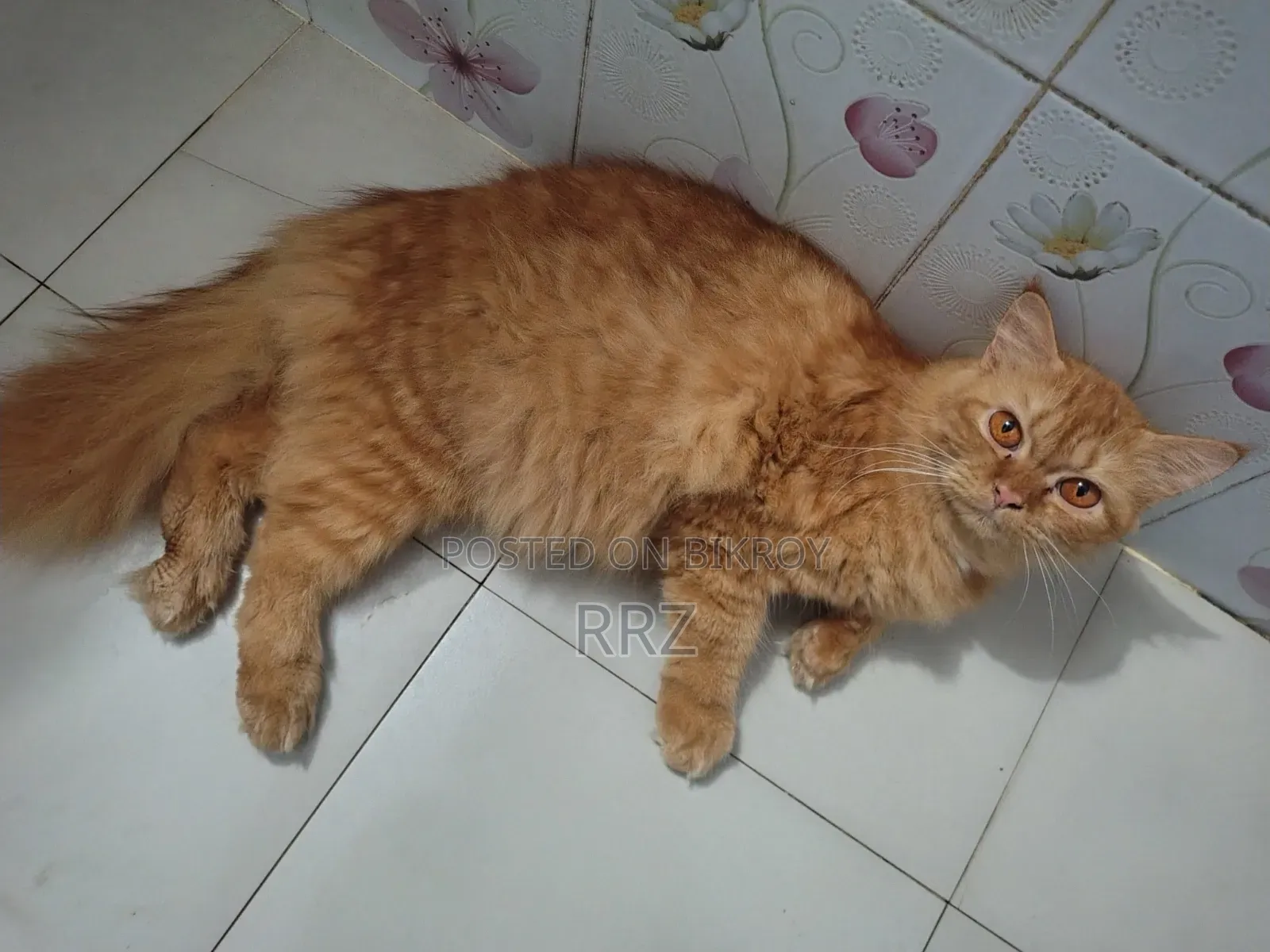 1+ year Female Purebred Persian