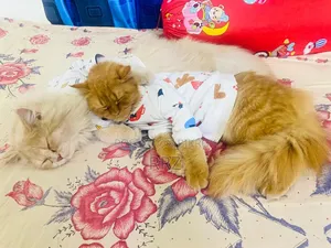 1+ year Female Purebred Persian