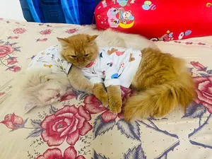 1+ year Female Purebred Persian