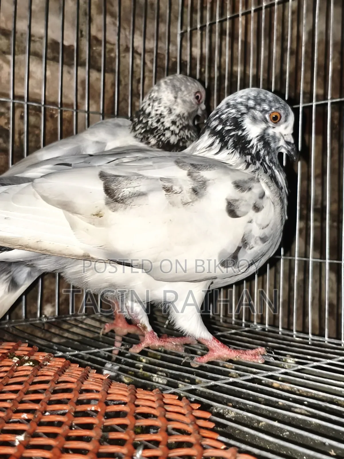 গিরিবাজ কবুতর