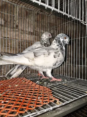 গিরিবাজ কবুতর
