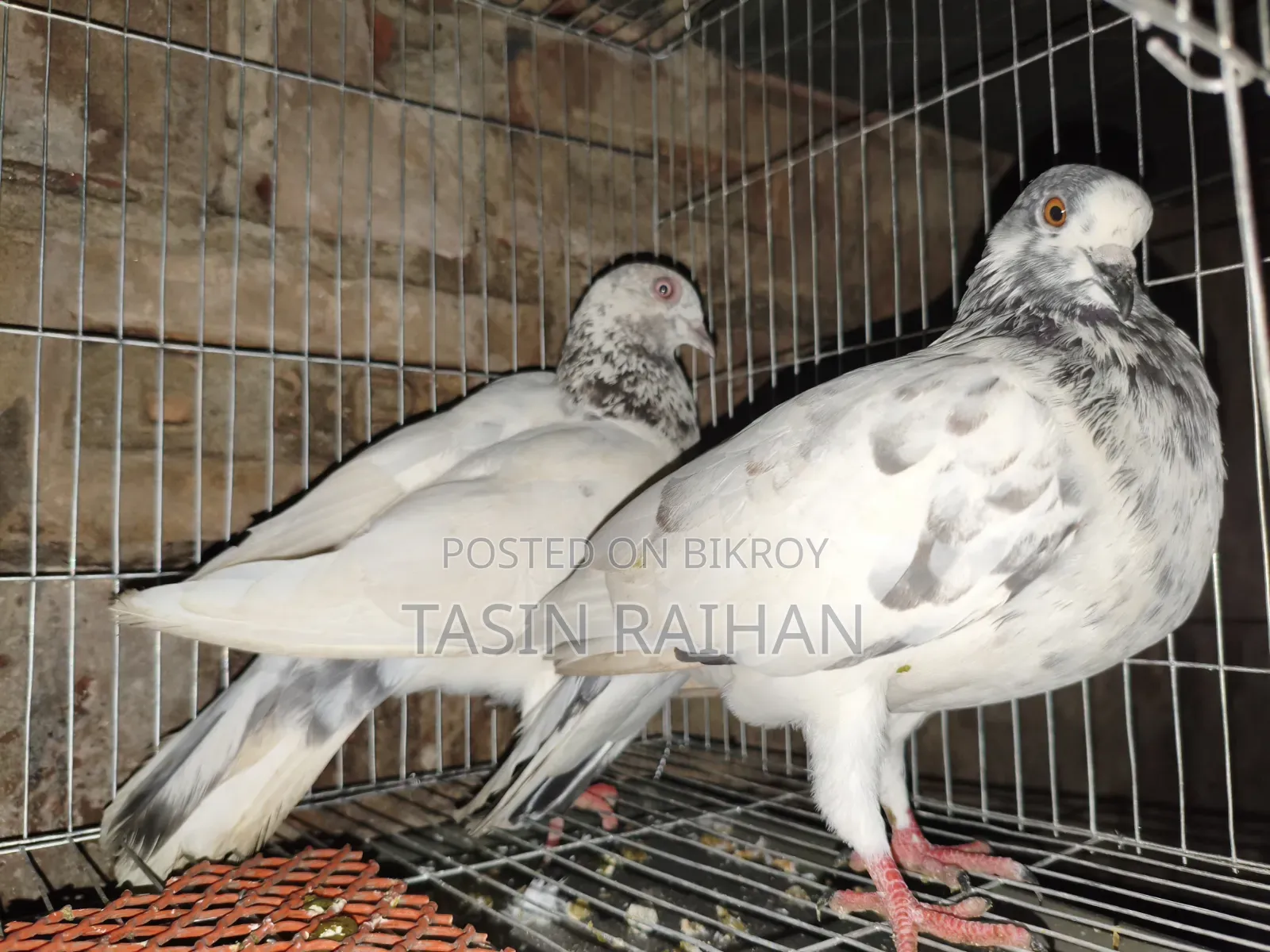 গিরিবাজ কবুতর