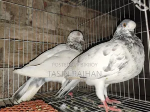 গিরিবাজ কবুতর