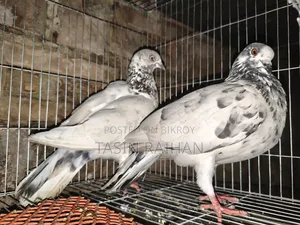গিরিবাজ কবুতর